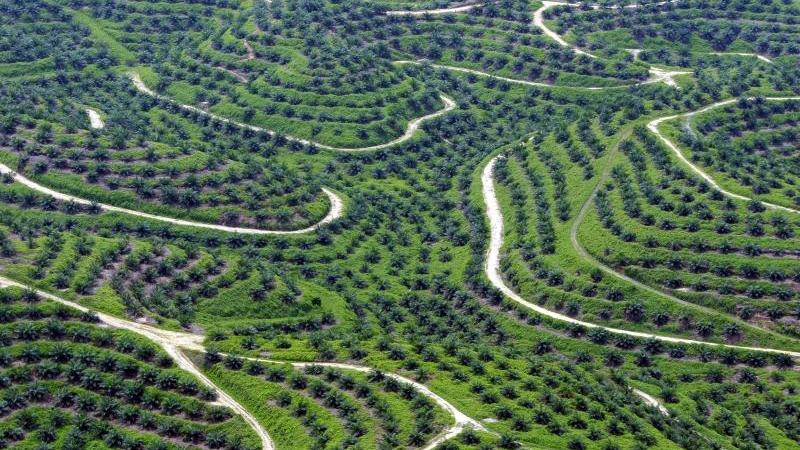 Zoonosen: Fehlt der Wald - kommen die Krankheiten Palmöl-Plantage in Indonesien.