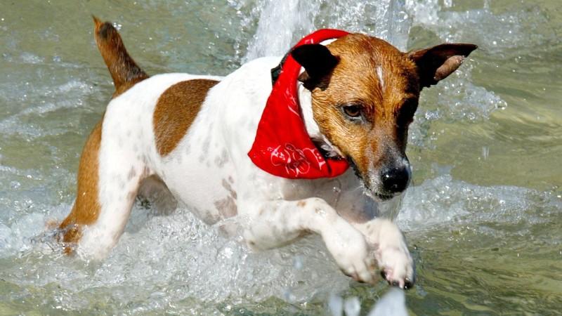 7-Tage-Wettertrend: Bibbern statt schwitzen in der ersten August-Woche Der Begriff Hundstage kommt vom Sternbild