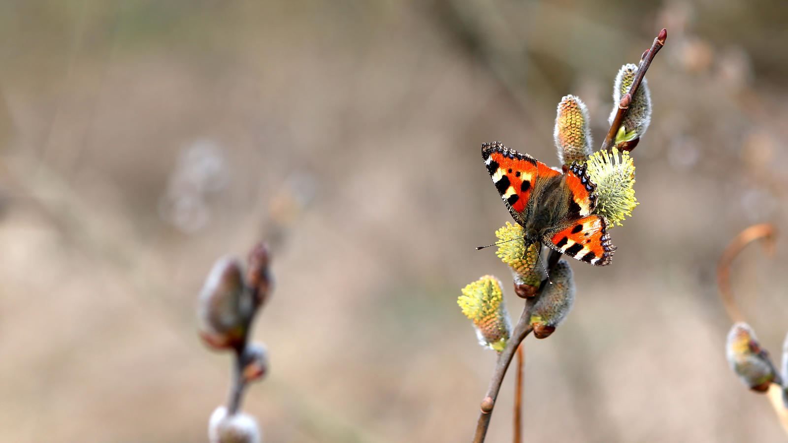7 wunderschöne Wanderwege in Deutschland Schmetterling am Wegesrand auf dem Eifelsteig in der Eifel