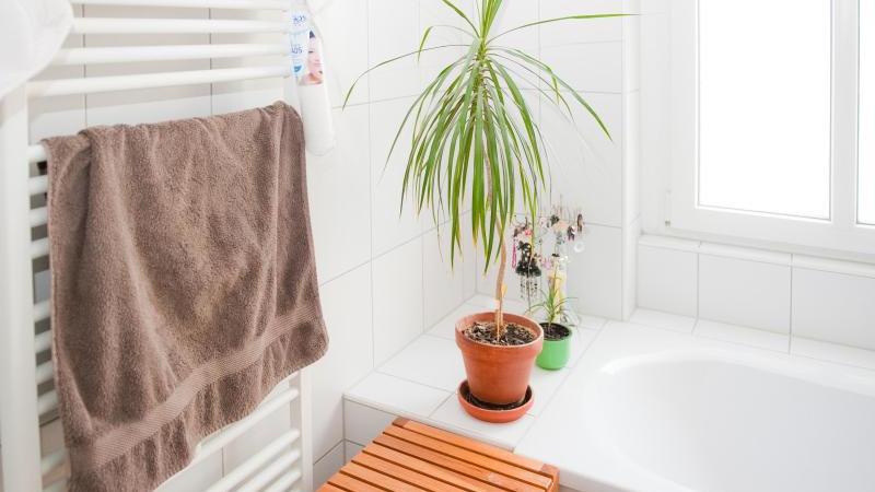7 Zimmerpflanzen für Anfänger Drachenbaum