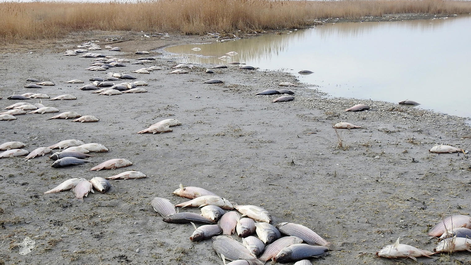 So extrem war das Wetterjahr 2018 HANDOUT - Tote Fische liegen am 27.02.2017 bei Neusiedl am See (Österreich) am Ufer der «Langen Lacke». Der klirrende Frost vergangener Wochen hat im burgenländischen Seewinkel zu einem Fischsterben geführt. In der Langen Lacke, die bis auf den Grund