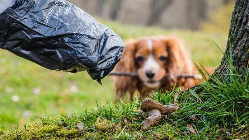 Plastik-Müll: Gibt es Alternativen zum herkömmlichen Hundekotbeutel? Ein Mann greift mit einem Beutel nach Hundekot