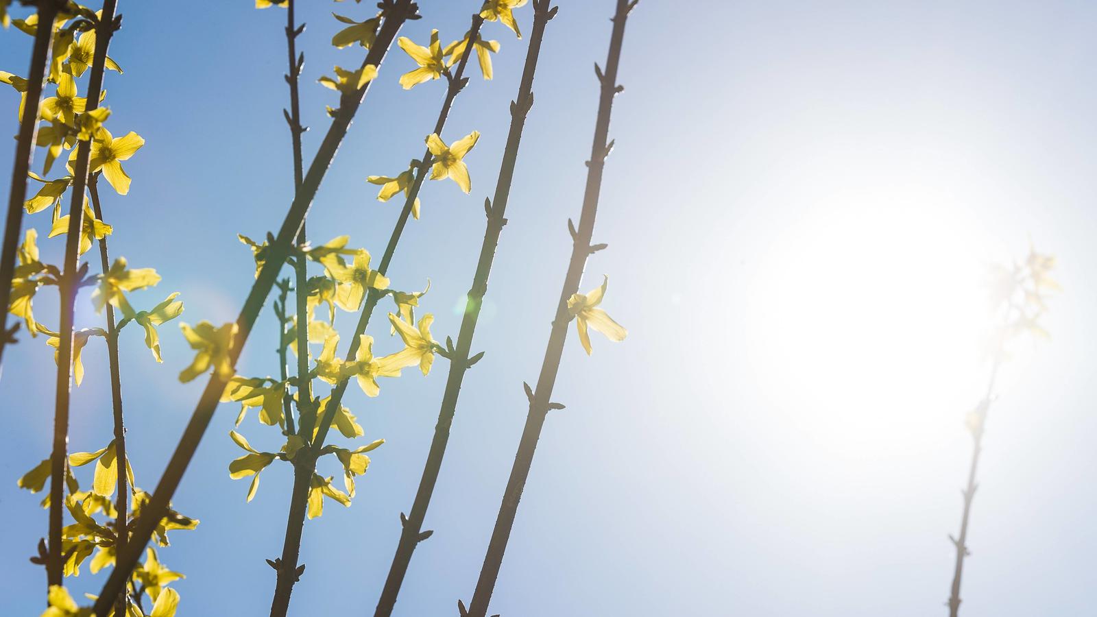 Polarwirbel im März 2021: Der späte Wintereinbruch in Lauerstellung Eine blühende Forsythie im Sonnenschein bei blauem Himmel am 28. März 2017 in Eitorf. Blühende Forsythiea Blooming Forsythia in Sunshine at blue Heaven at 28 March 2017 in Eitorf Blooming Forsythia