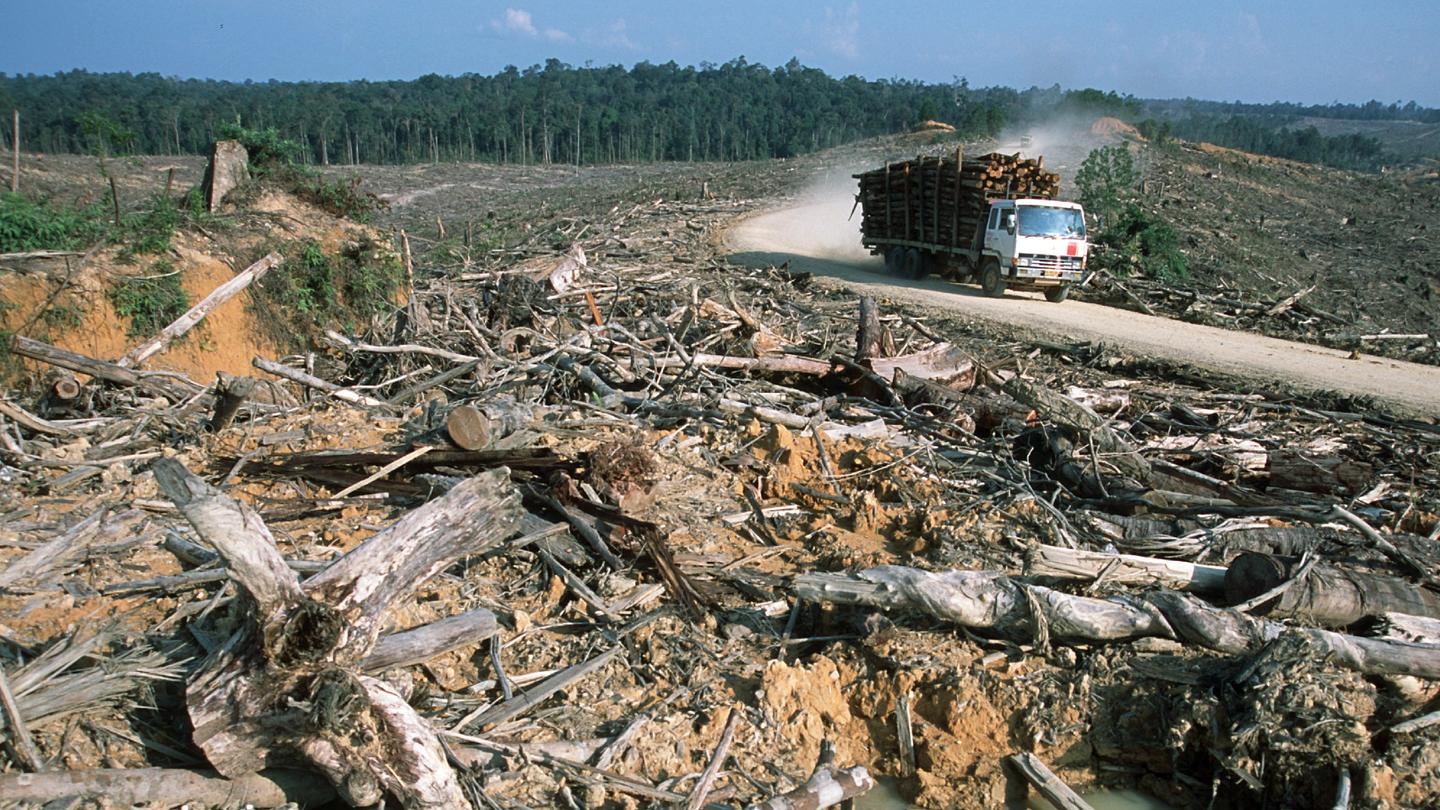 Ökozid: So soll gegen Umweltverschmutzung vorgegangen werden Illegale Abholzungen in der Tesso Nilo Plantation Riau, Sumatra, Indonesien