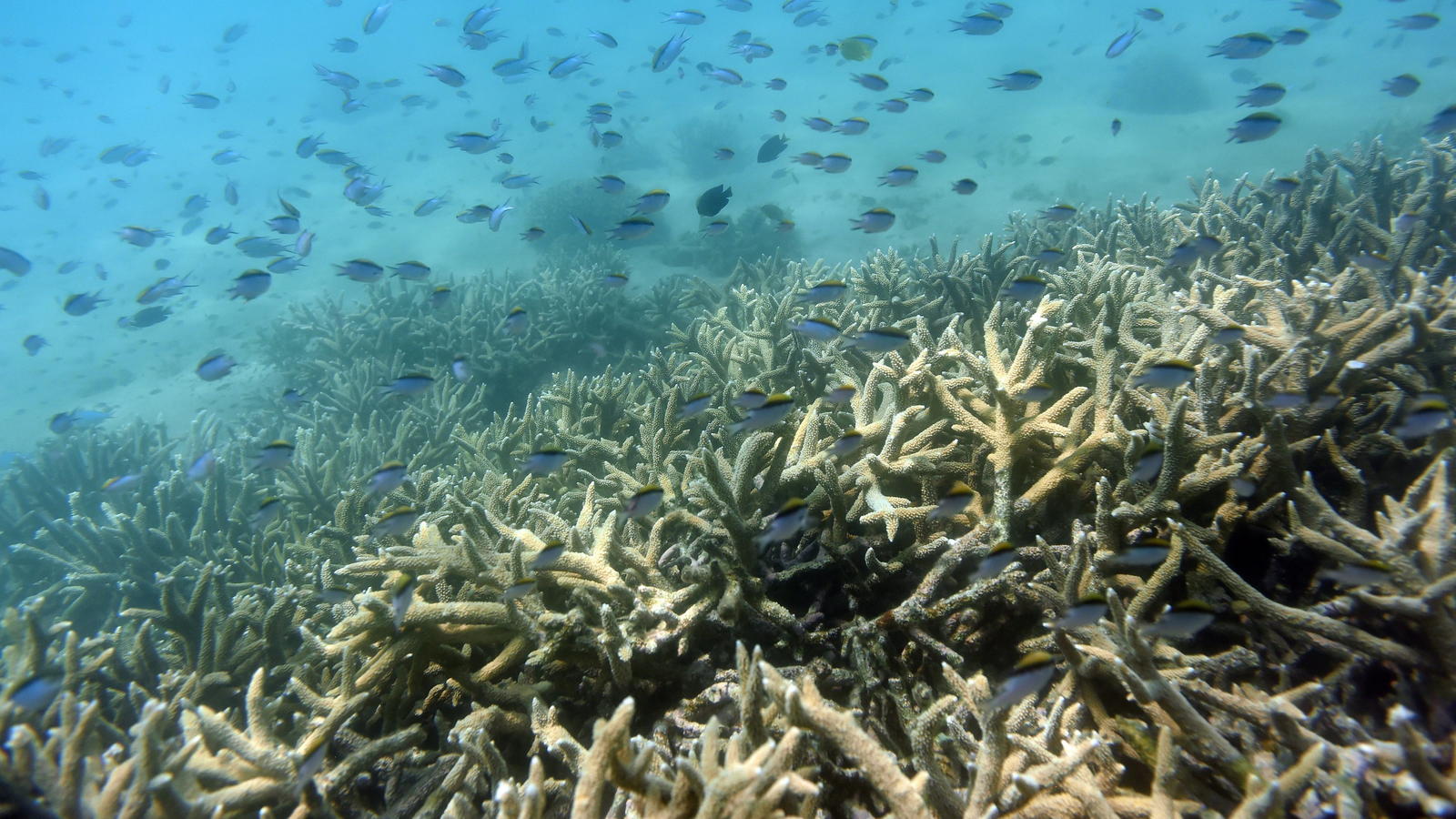 10 Fakten zum Klimawandel: An diesen Stellen ist er jetzt schon messbar ARCHIV - Tropische Fische schwimmen am 25.11.2016 am Rand eines von Korallenbleiche betroffenen Korallenriffs am Great Keppel Island vor der Küste von Queensland (Australien). Das weltgrößte Korallenriff Great Barrier Reef vor der Küste Australiens i