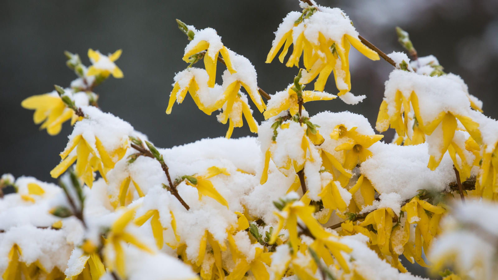 Grafik zeigt, wann der Frühling bei Ihnen ausbricht Die Grünland-Temperatursumme entscheidet über den Beginn des Frühlings.
