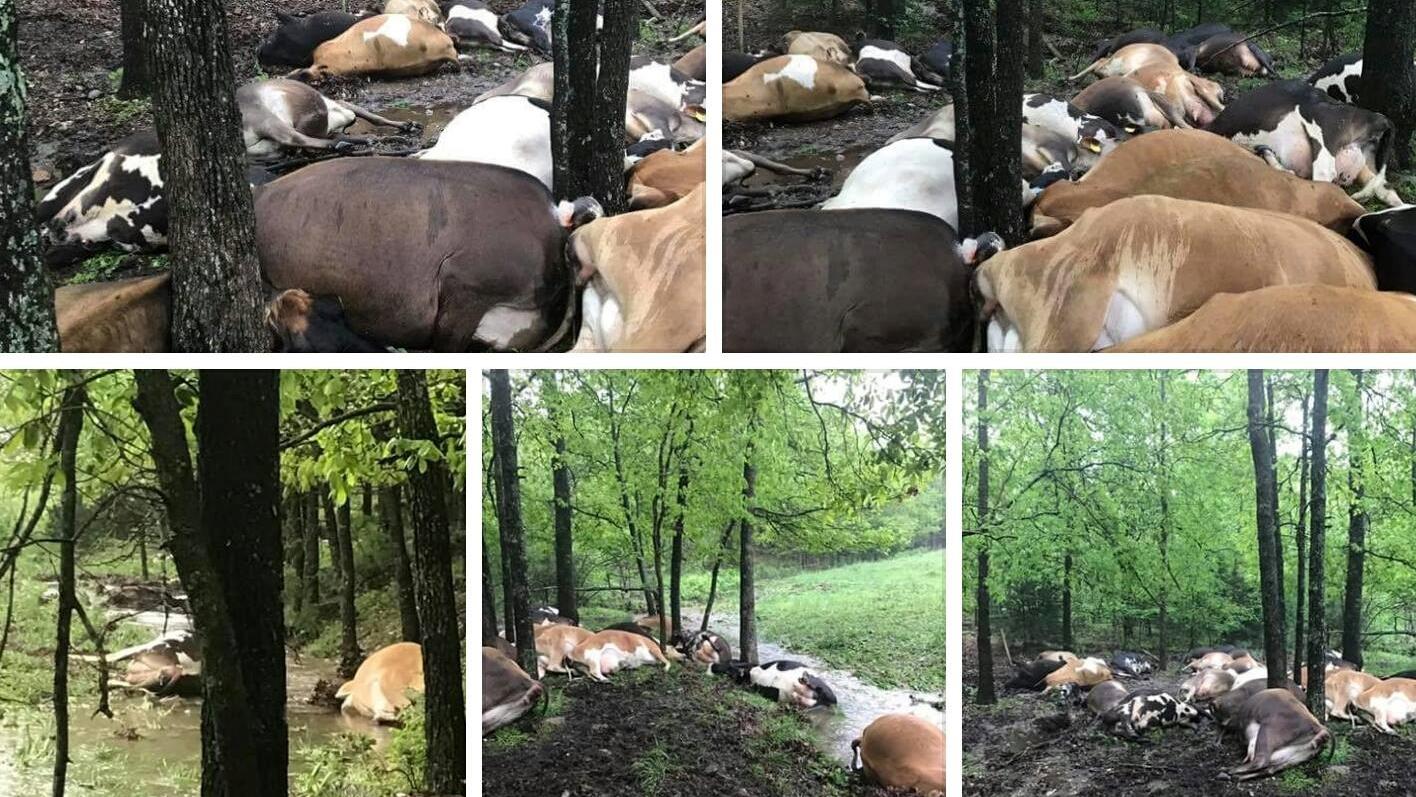 Schwere Unwetter in den USA: Blitzschlag tötet 32 Kühe in Springfield Facebook/Wright County - Missouri Farm Bureau