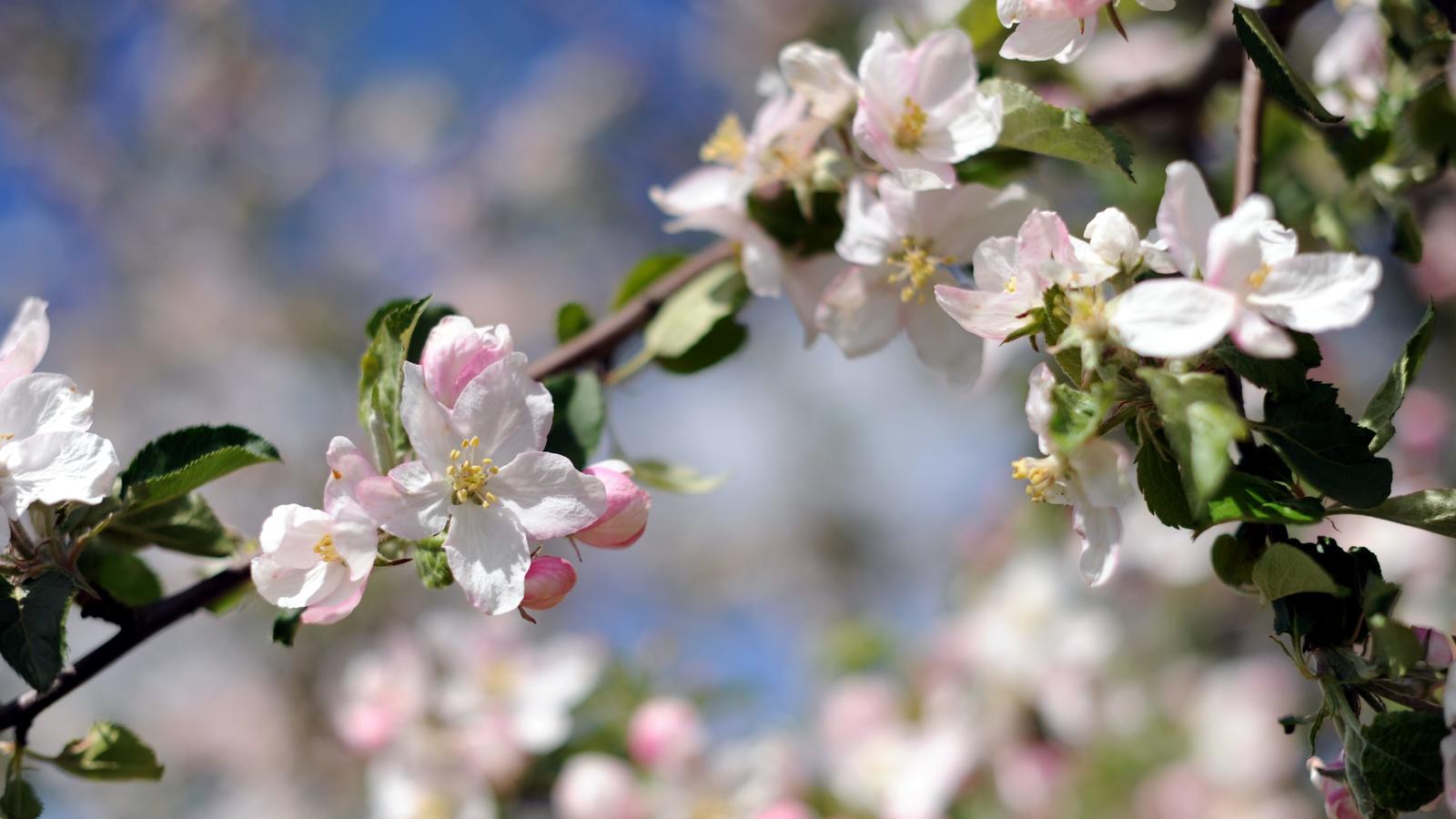 Das 30-Tage-Wetter vom 24.04.2019: Eisheilige 2019 eher zahm Apfelblüten hängen am Sonntag (16.05.2010) bei Beckdorf an einem Baum. Der Mai wird auch nach den Eisheiligen seinem Image vom Wonnemonat nicht gerecht. Am Montag ist das Wetter meist wechselhaft, häufig gibt es Wolken und von Westen ziehen Regenscha
