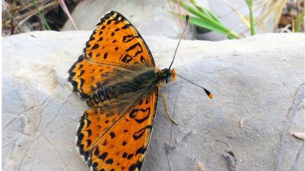 Neue Schmetterlingsart Melitaea acentria auf den Golanhöhen entdeckt Die neu entdeckte Schmetterlingsart Melitaea acentria.