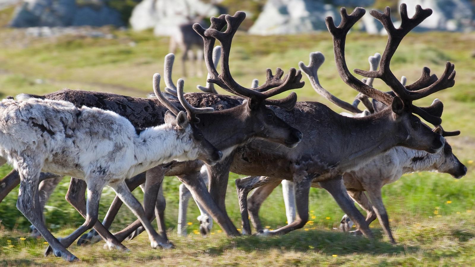Unheilbare Hirnkrankheit CWD: Norwegen gibt Tausende Rentiere zum Abschuss frei Chronic Wasting Disease (CWD) bei Elchen und Rentieren in Norwegen