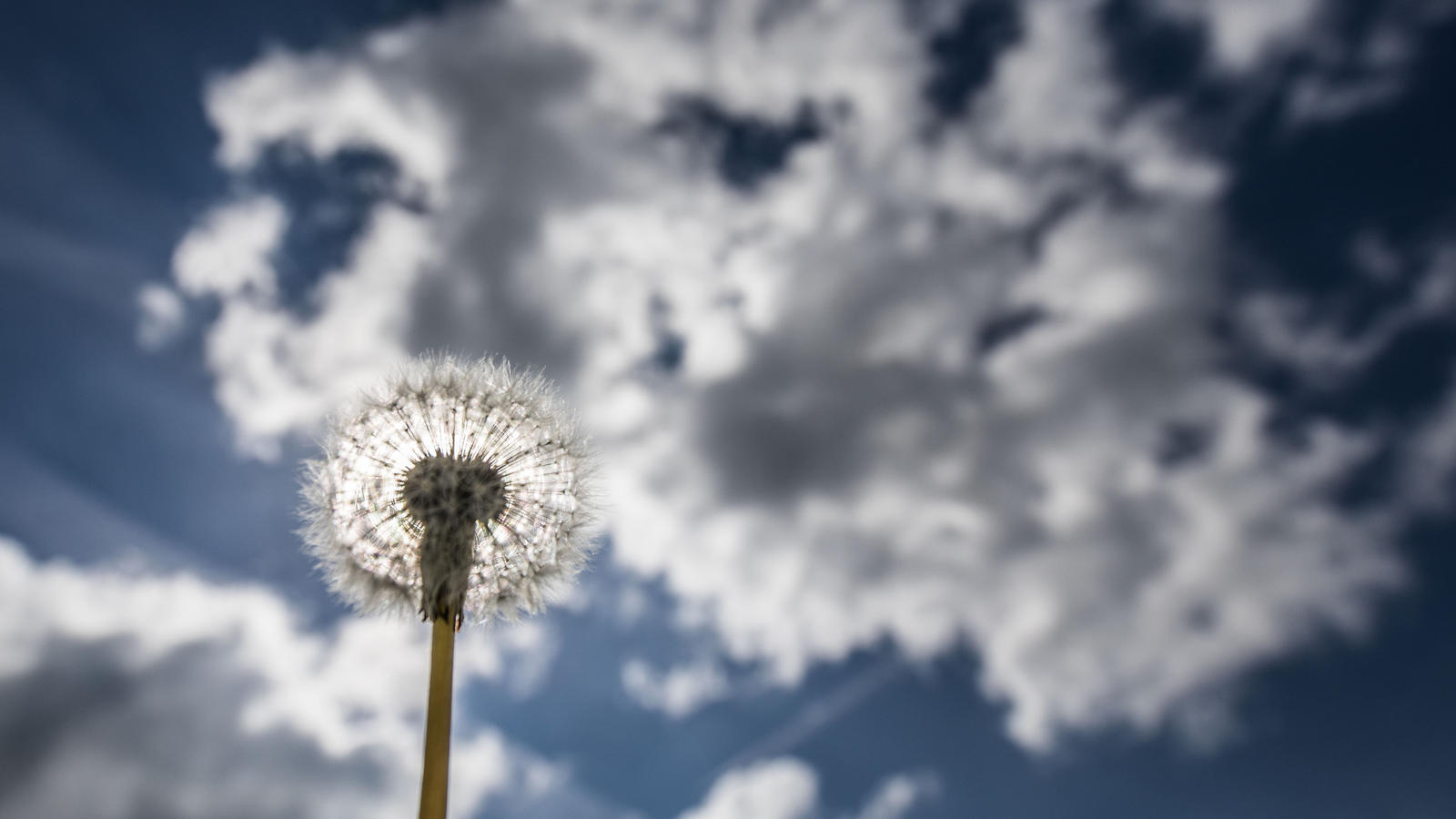 Wetterbericht für den 03.06.2020: Milde Nacht mit vereinzelt Regenschauern Eine Pusteblume wächst am 09.05.2017 bei Mücke (Hessen) auf einer Wiese unter dem leicht bewölkten Frühlingshimmel. Foto: Frank Rumpenhorst/dpa +++(c) dpa - Bildfunk+++