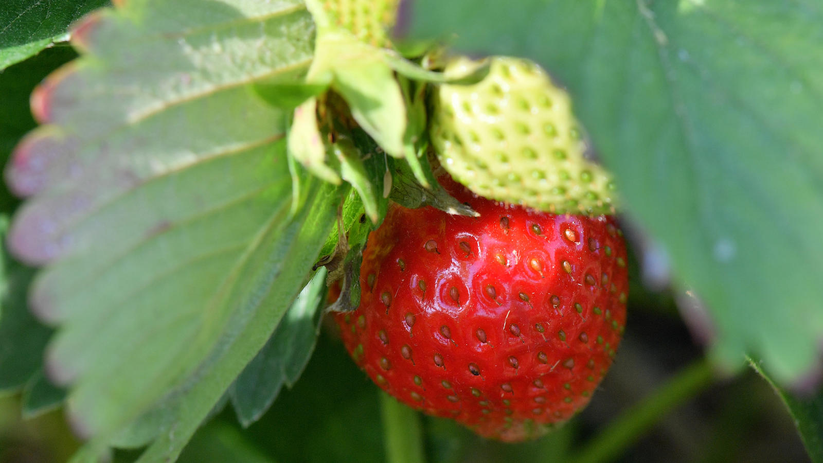 Garten im Juni: Was Sie jetzt tun müssen Arbeiten im Juni-Garten