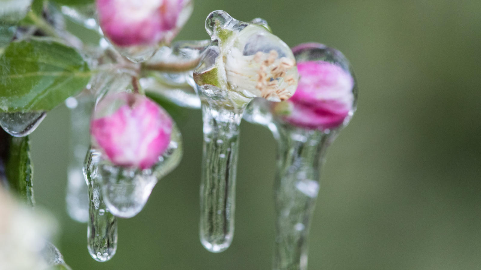Wetterlexikon: Spätfrost Wetterlexikon: Spätfrost