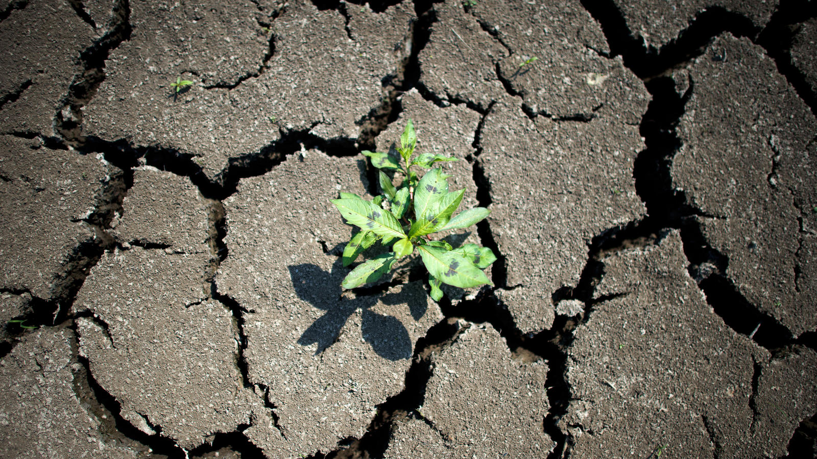 Klimawandel: Wir haben nur noch drei Jahre, um den Planeten zu retten Der Klimawandel und seine Folgen