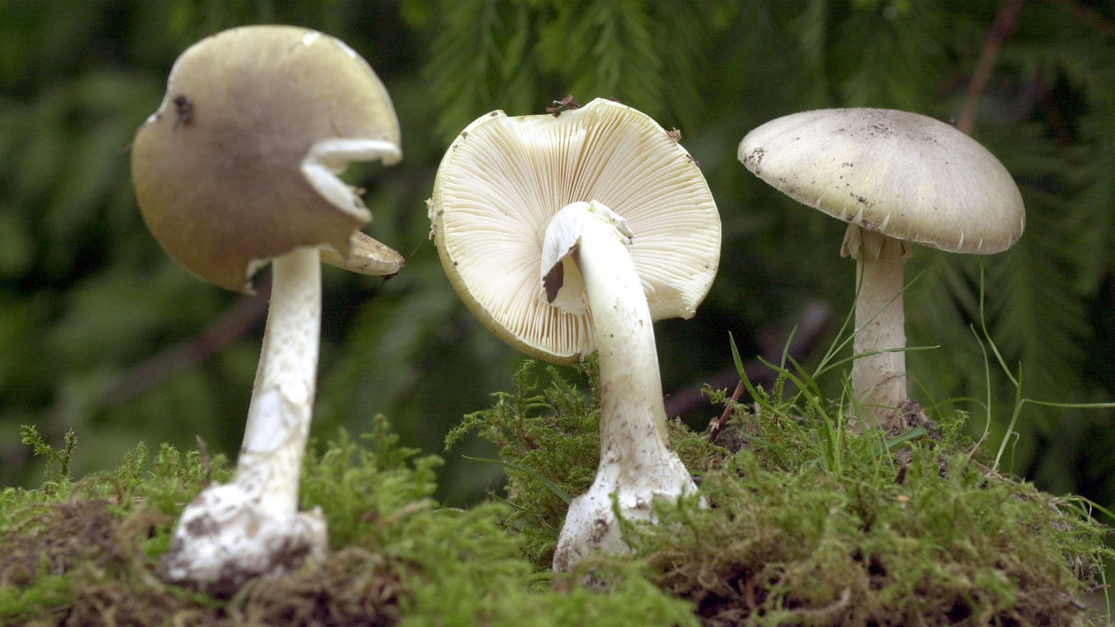 Fakten über Pilze: Das größte Lebewesen der Welt ist ein Pilz ARCHIV - Grüne Knollenblätterpilze stehen am 28.09.2001 im Rostocker Botanischen Garten. Die Zahl der Pilzvergiftungen ist in diesem Sommer extrem gestiegen. Die größte Gefahr geht laut Giftinformationszentrum Nord in Göttingen (Niedersachsen) vom Gr