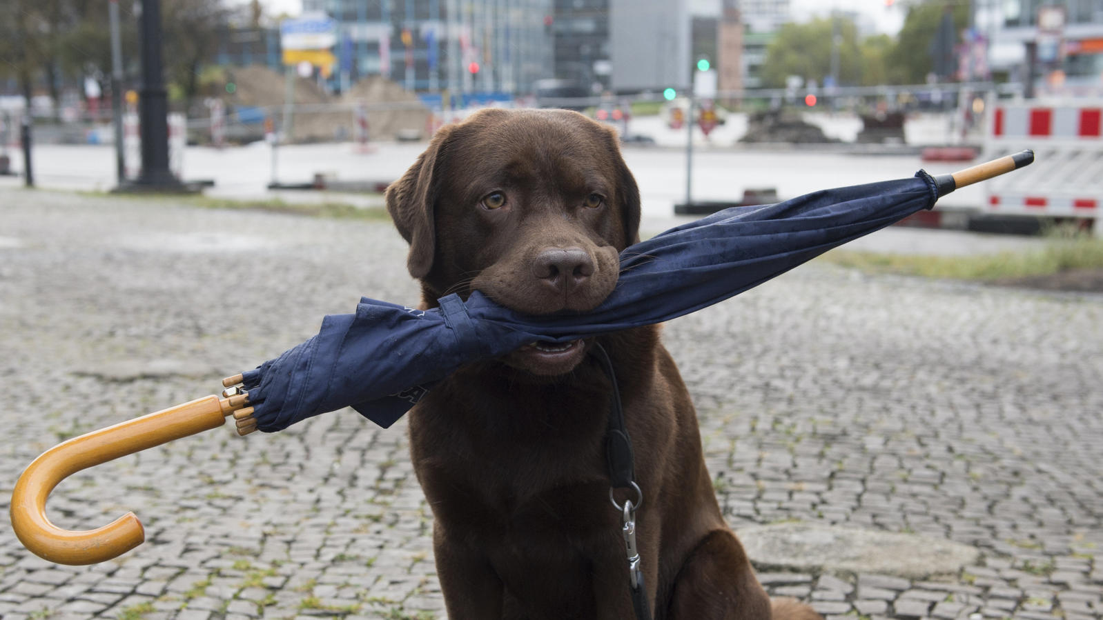 Wetterbericht für den 09.07.2020: Geteilte Aussichten mit maximalem Neidfaktor Labrador Ole trägt bei seiner Gassi-Runde am 08.10.2017 in Berlin den Regenschirm seines Frauchens im Maul. Foto: Paul Zinken/dpa +++(c) dpa - Bildfunk+++