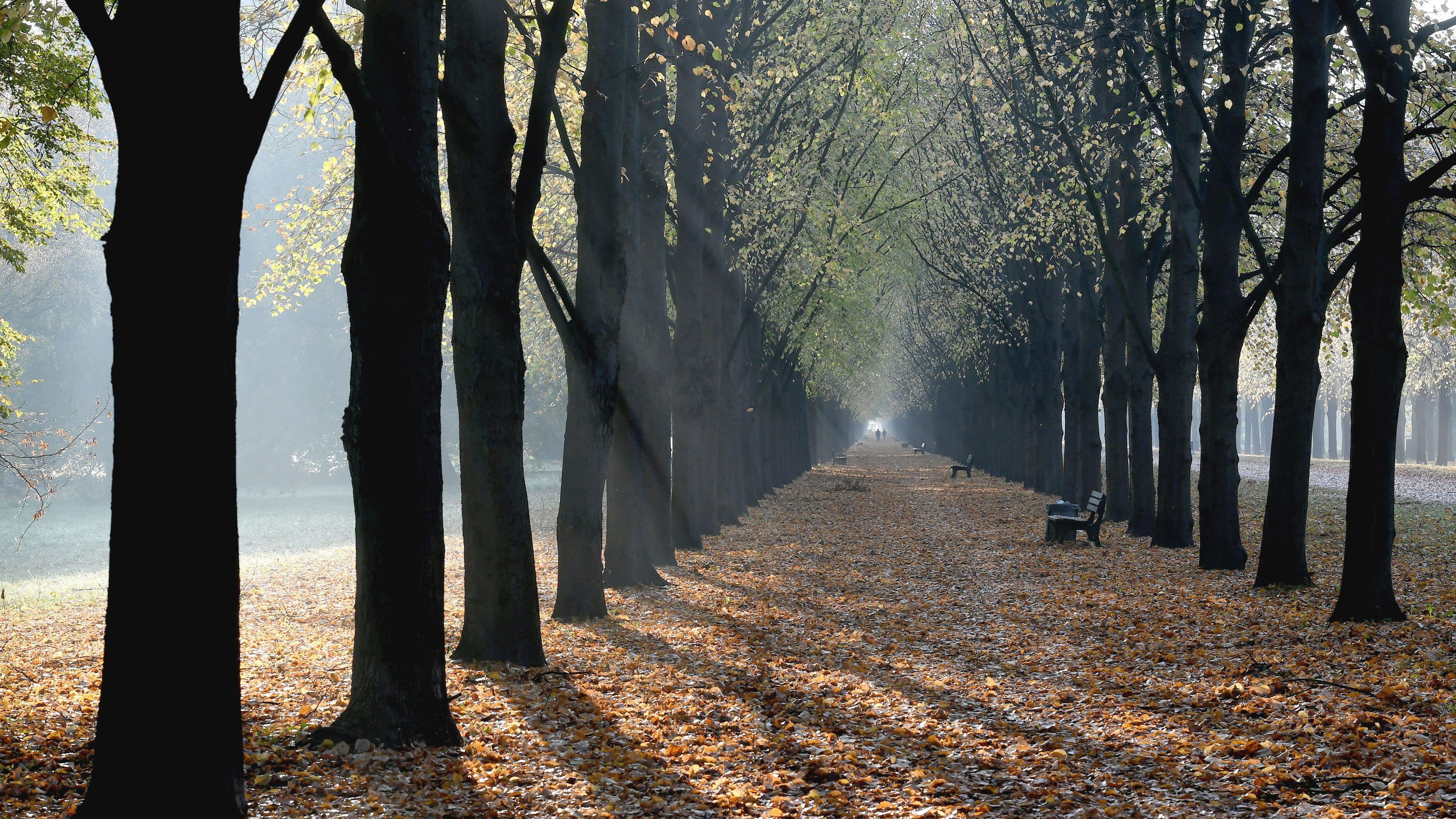 Wettertrend für 7 Tage vom 20.10.2017: Nach dem Abwärtsrutsch wird es bald wieder besser Sonnenstrahlen scheinen in eine Allee mit Linden am 19.10.2017 in Hannover (Niedersachsen). Foto: Holger Hollemann/dpa +++(c) dpa - Bildfunk+++