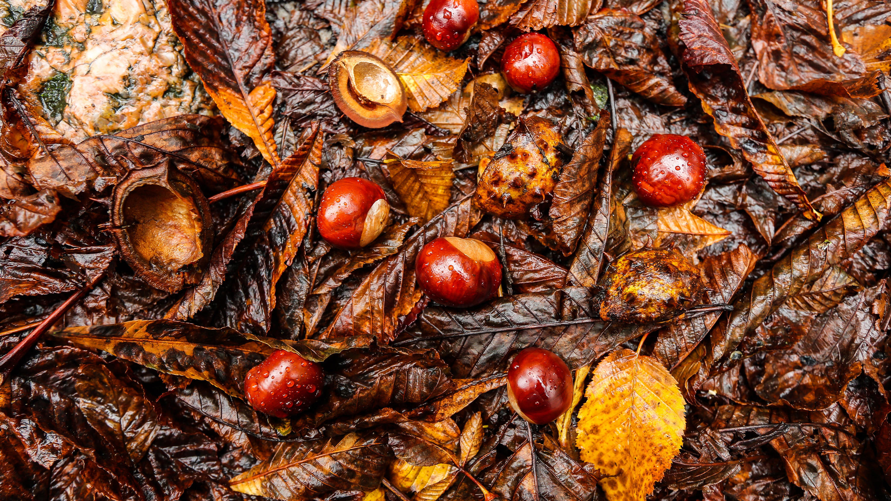 Wetterbericht für Deutschland (23.10.2017): Nass-kalter Wochenstart dpatopbilder - Regennass liegen Kastanien am 02.10.2017 im Sachsenwald bei Aumühle (Schleswig-Holstein) auf dem Weg. Foto: Ulrich Perrey/Ulrich Perrey/dpa +++(c) dpa - Bildfunk+++
