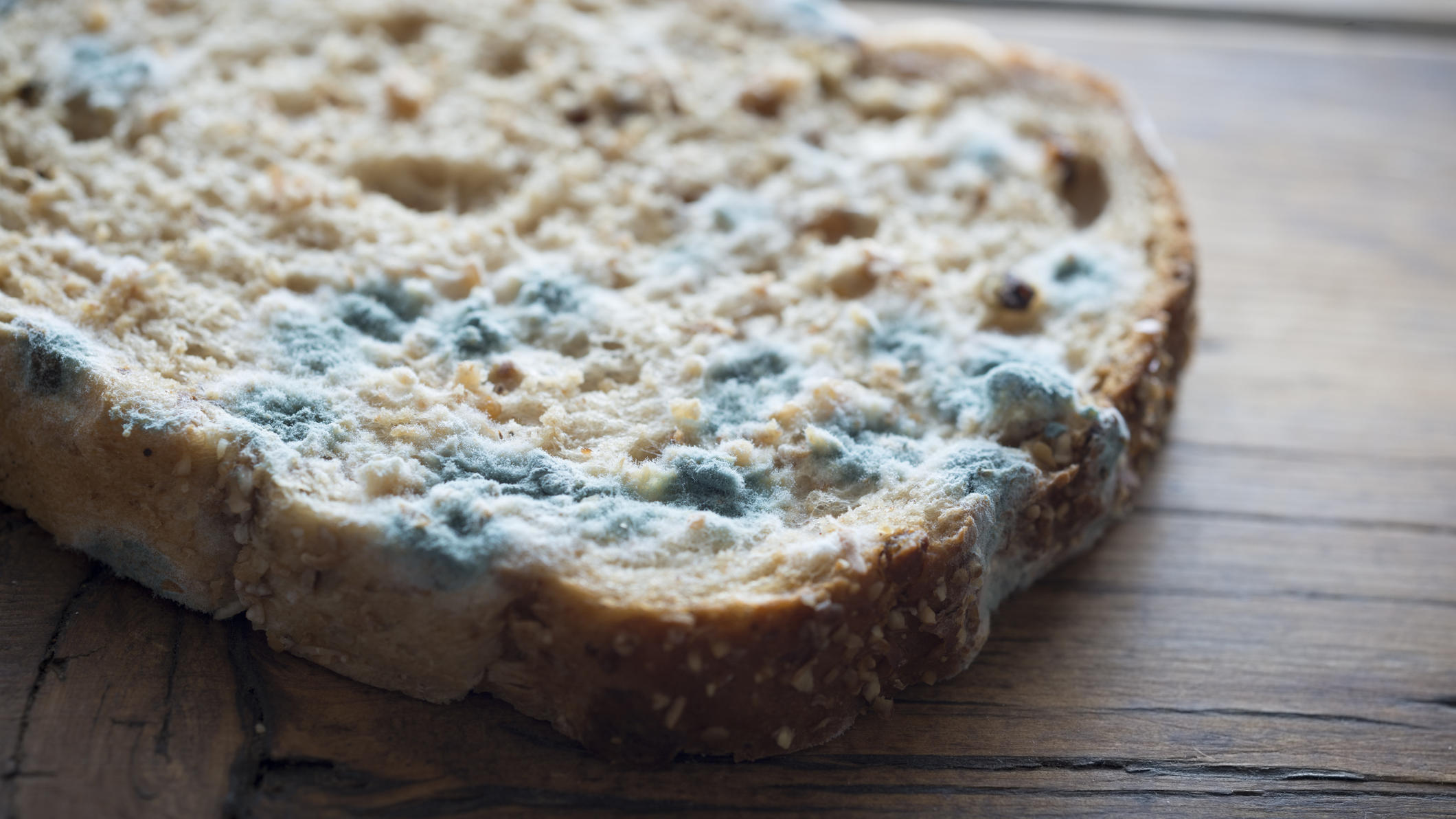 Schimmel an Lebensmitteln - was kann man noch essen, was muss in den Müll? Slice of Mould covered Bread, lit with natural window light.