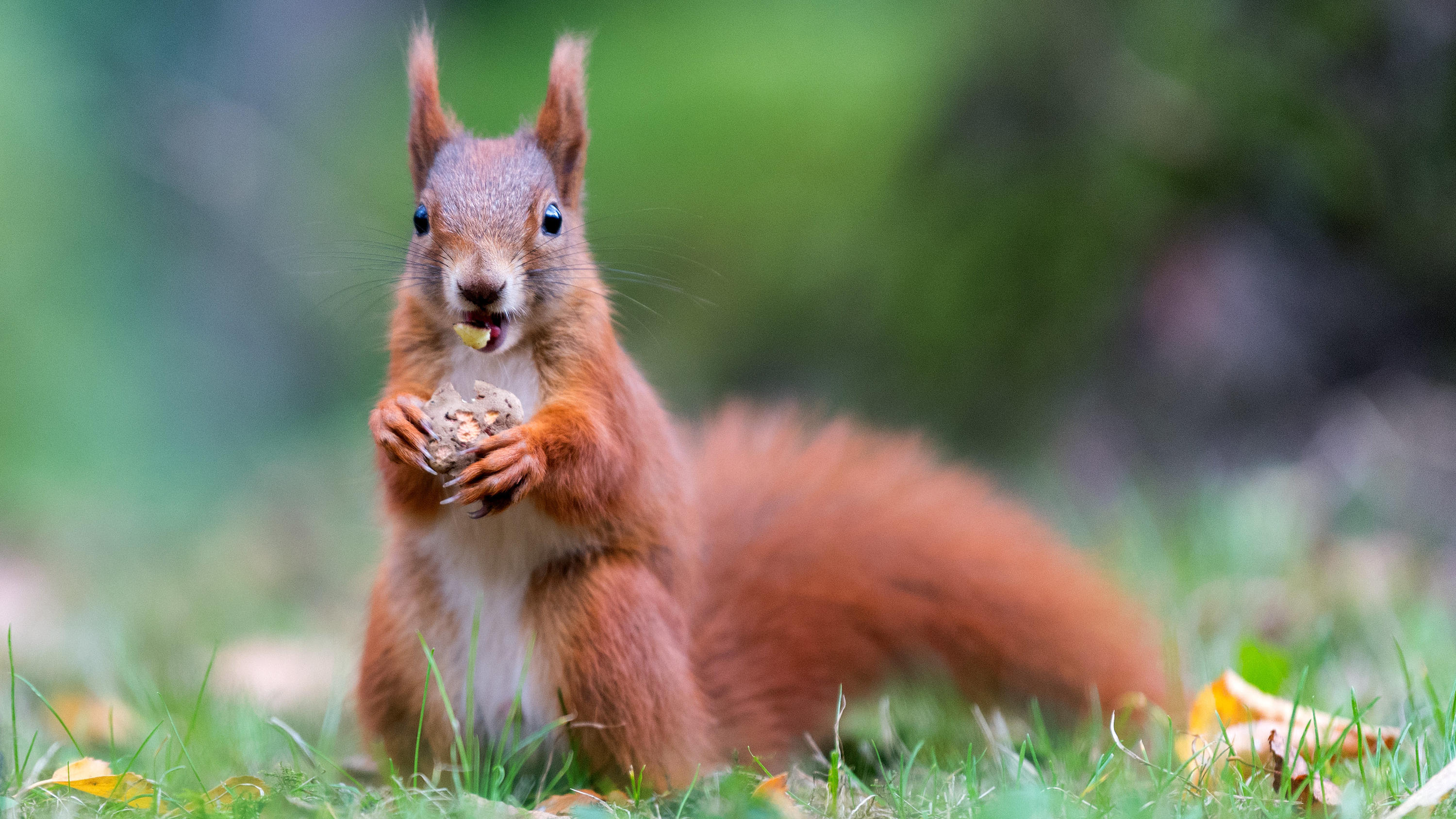 Eichhörnchen machen es sich in Hamburg gemütlich Ein Eichhörnchen frisst am 24.10.2017 in einem Park in Dresden (Sachsen) einen Pilz. Foto: Monika Skolimowska/dpa-Zentralbild/dpa +++(c) dpa - Bildfunk+++