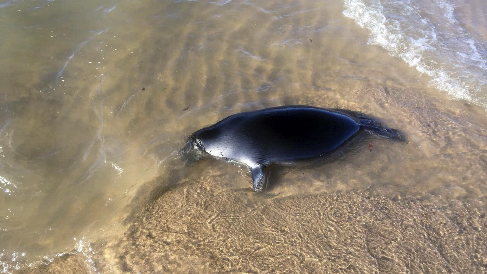 Mysteriöses Robbensterben am Baikalsee - über 140 tote Tiere angespült Am Baikalsee sind mehr als 140 tote Baikalrobben angeschwemmt worden, Experten suchten nach der Ursache des Massensterbens.