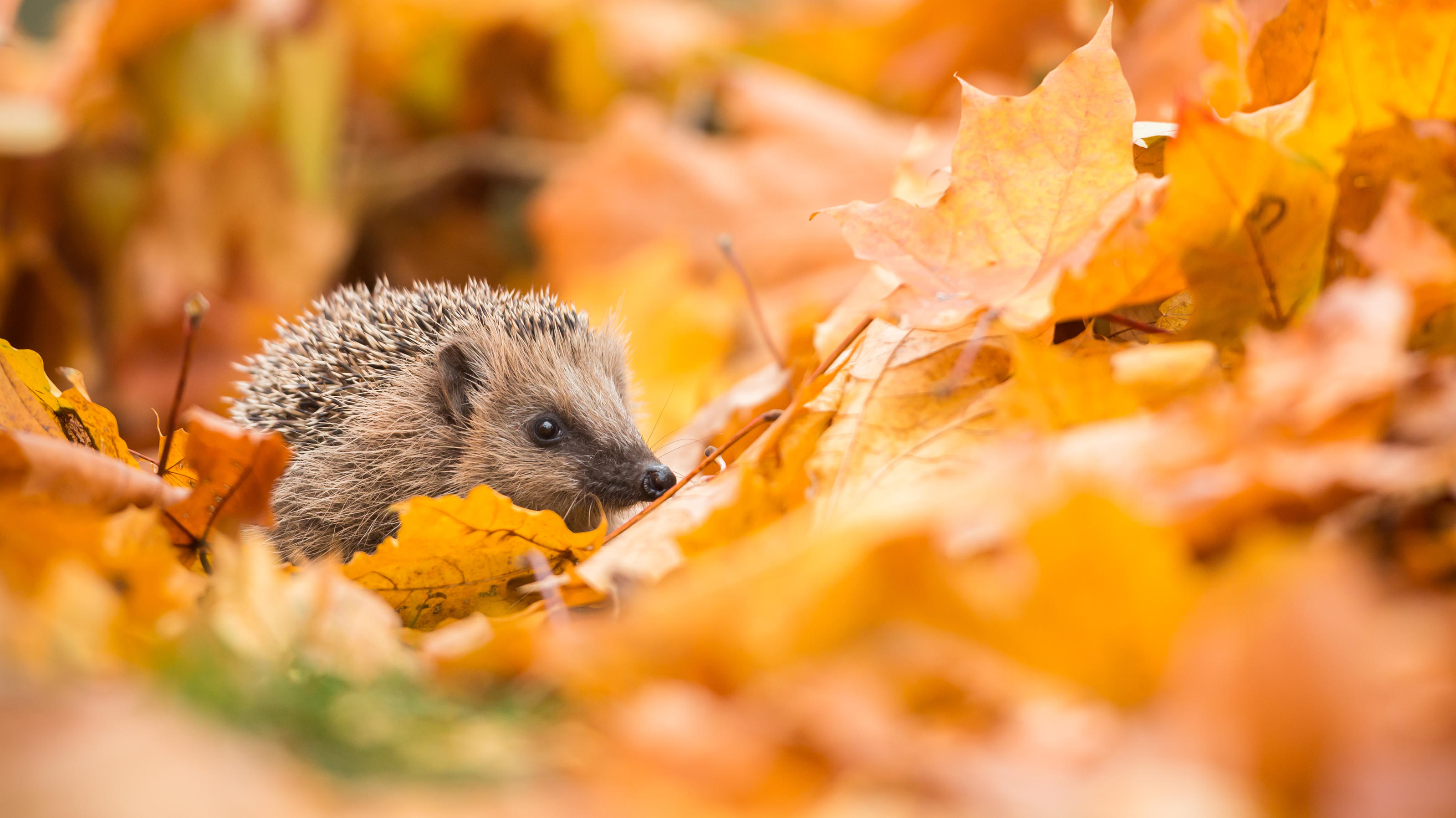 Gartenarbeit im Herbst: Checkliste der wichtigsten Aufgaben Igel im Laubhaufen