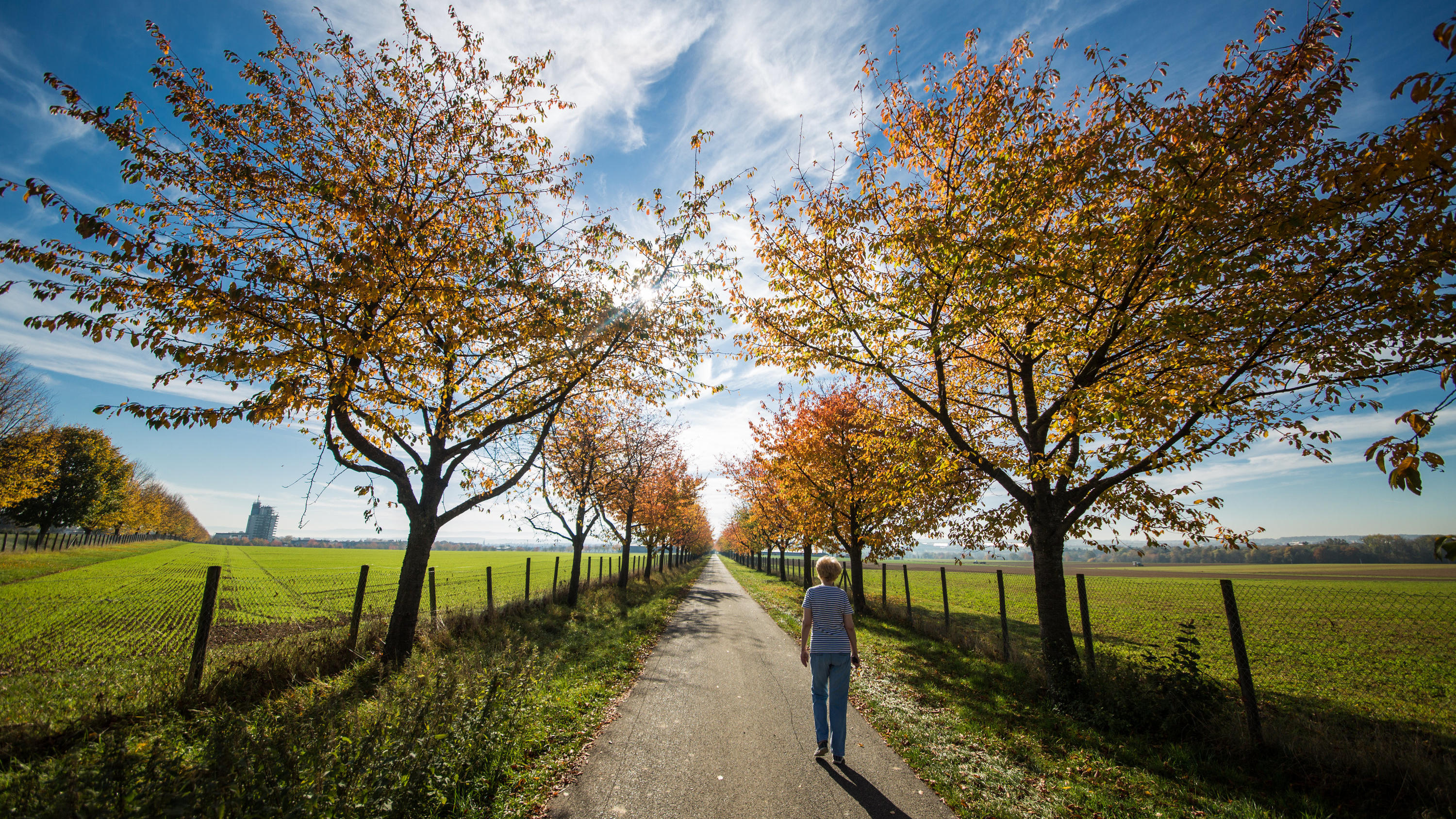7-Tage-Wettertrend: Goldener November - das Wochenende wird mild und sonnig Eine Frau geht am 18.10.2017 bei Sonnenschein durch eine herbstlich gefärbte Allee in Stuttgart (Baden-Württemberg). Foto: Christoph Schmidt/dpa +++(c) dpa - Bildfunk+++