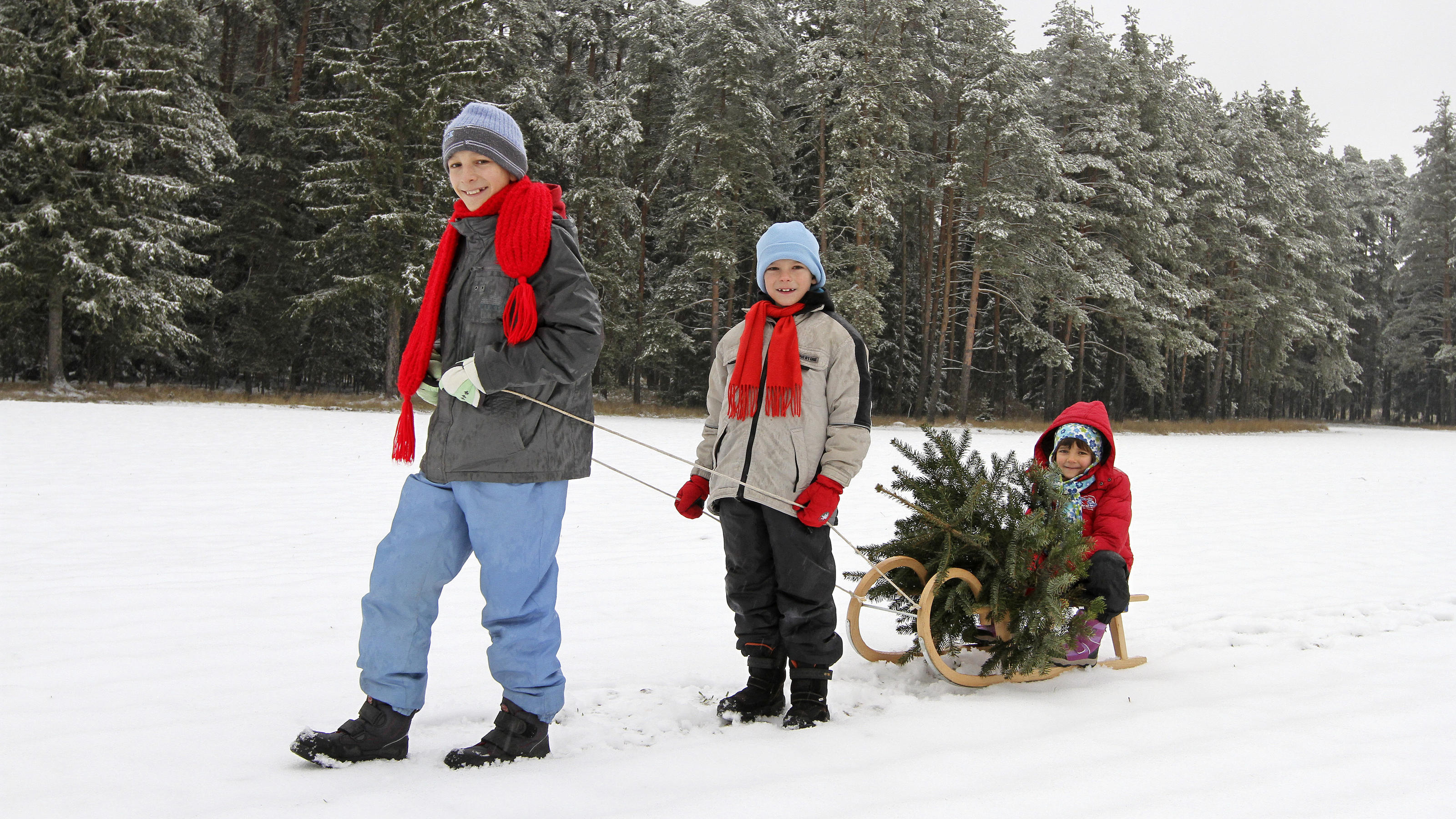 Die große Weihnachtsfrage: Gibt es jetzt Schnee zum Fest? Kinder holen einen Christbaum | Verwendung weltweit