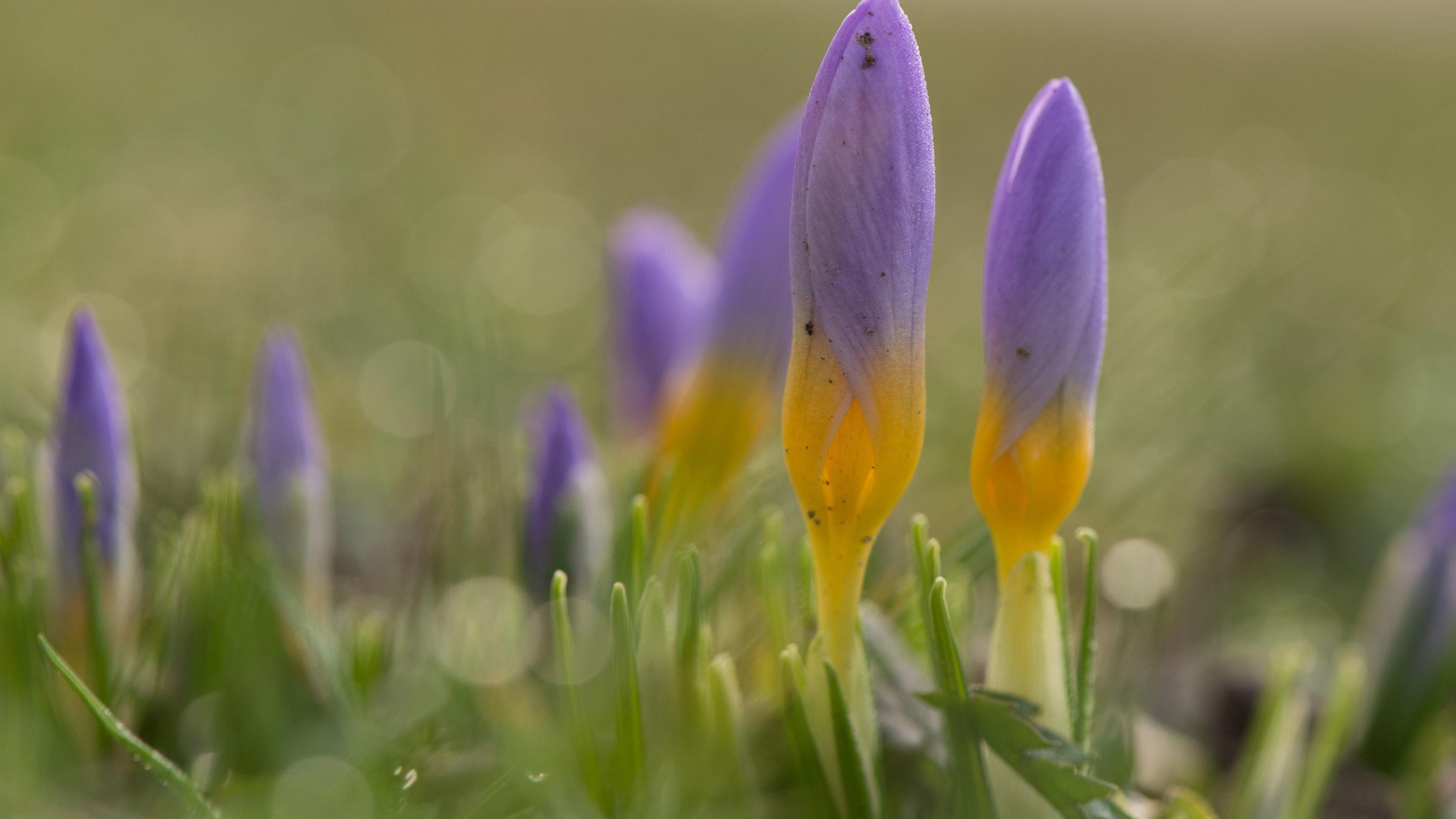 Wettertrend für 7 Tage vom 22.01.2018: Der Frühling klopft an die Tür Krokusse wachsen am 11.01.2018 in Dresden (Sachsen) auf einer Wiese. Foto: Sebastian Kahnert/dpa-Zentralbild/dpa +++(c) dpa - Bildfunk+++