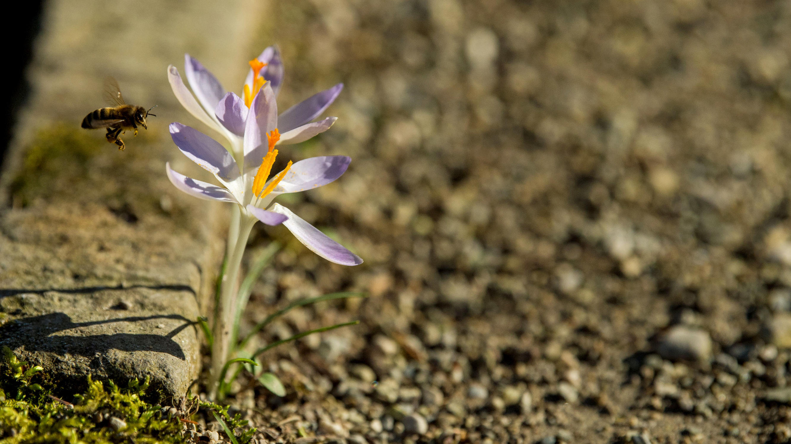 Frühlingsanfang 2020: Alles in Butter am 1. März 29.01.2018, Bayern, München: Eine Biene landet im Botanischen Garten an einem Krokus, der an einem Kantstein gewachsen ist. Foto: Lino Mirgeler/dpa +++ dpa-Bildfunk +++