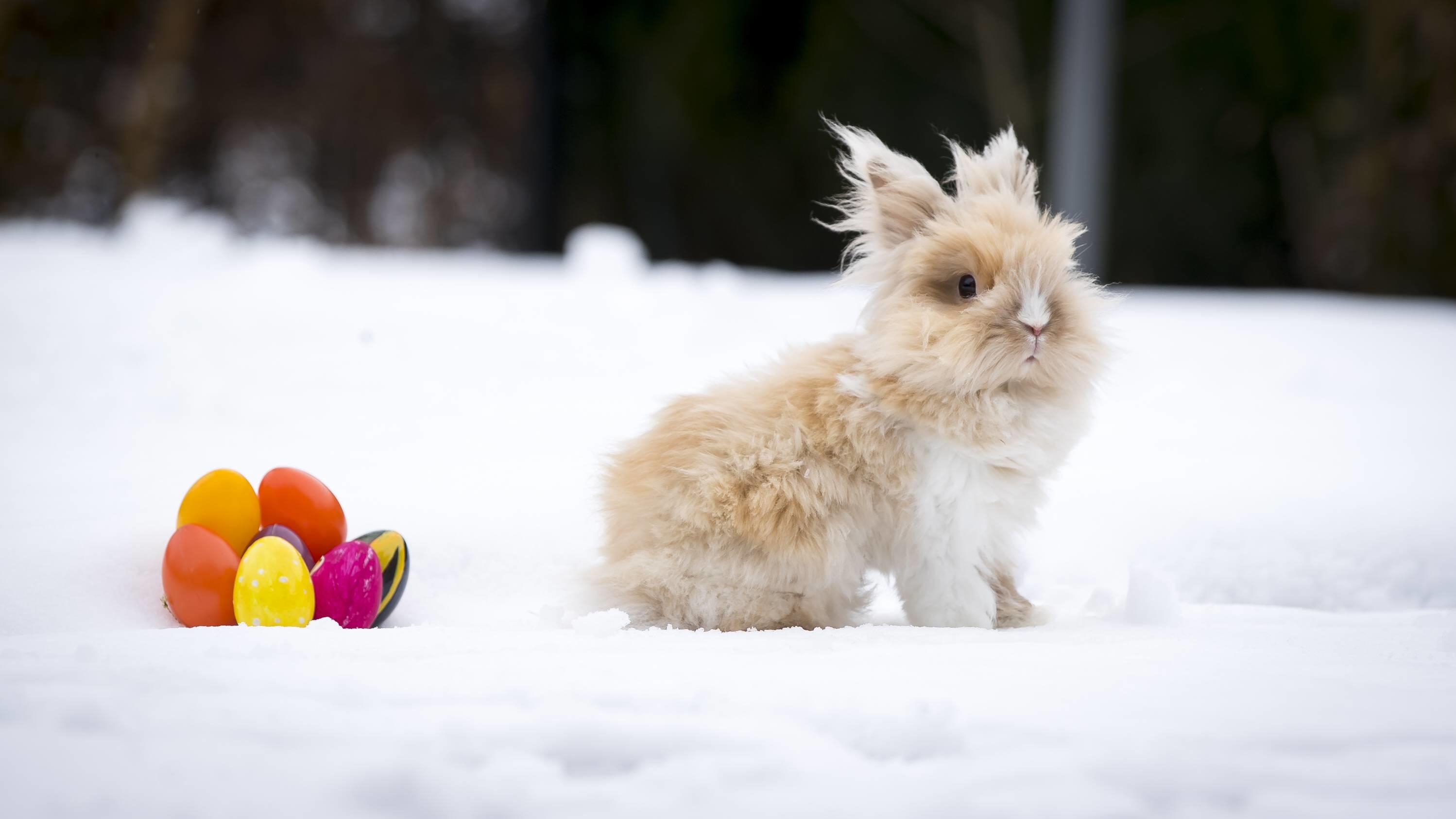 Prognose für den Frühling 2020: Frostschäden ziemlich sicher Bilder des Tages Pekingteddy-Kaninchen Teddy (4) am 29. Maerz 2018 im Schnee. Ostern im Schnee, 29.03.18 Scharbeutz Schleswig-Holstein Germany *** Pekingteddy Rabbit Teddy 4 am 29 March 2018 in the snow Easter in the snow 29 03 18 Scharbeutz Schleswi