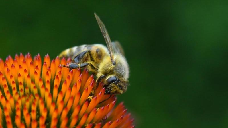 Was Sie für Bienen tun können! Biene auf einer Blüte