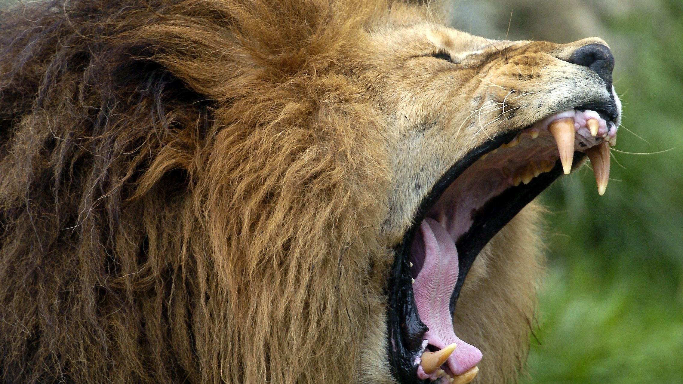 Delfin, Löwe, Bär oder Wolf: Welcher Schlaftyp sind Sie? Ein Löwe gähnt am Dienstag (12.10.2004) im Münchner Tierpark Hellabrunn. Als einzige Katzenart schließt sich der Löwe ganzjährig zu größeren Gruppen zusammen, deren Kern von älteren Weibchen gebildet wird, die gemeinsam jagen. Männliche Tiere beteili