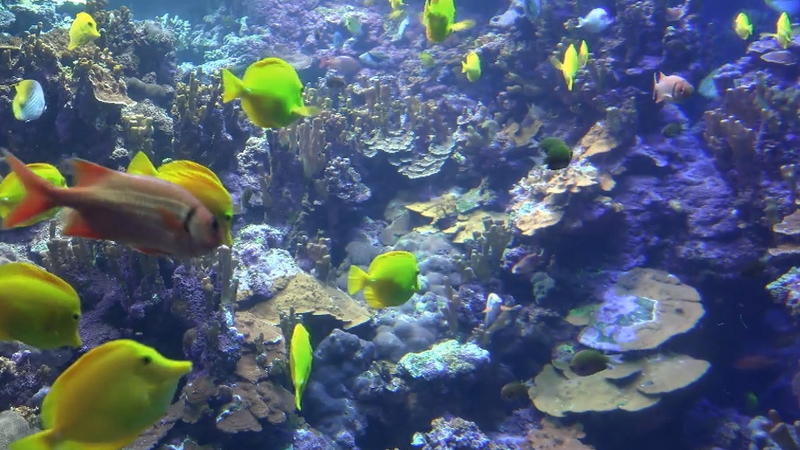 Hawaii verbietet einige Sonnencremes UV-Schutz-Produkte können Meerestieren schaden