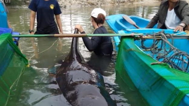 Das Tier hatte 80 Plastiktüten im Bauch Wal verendet qualvoll in Thailand