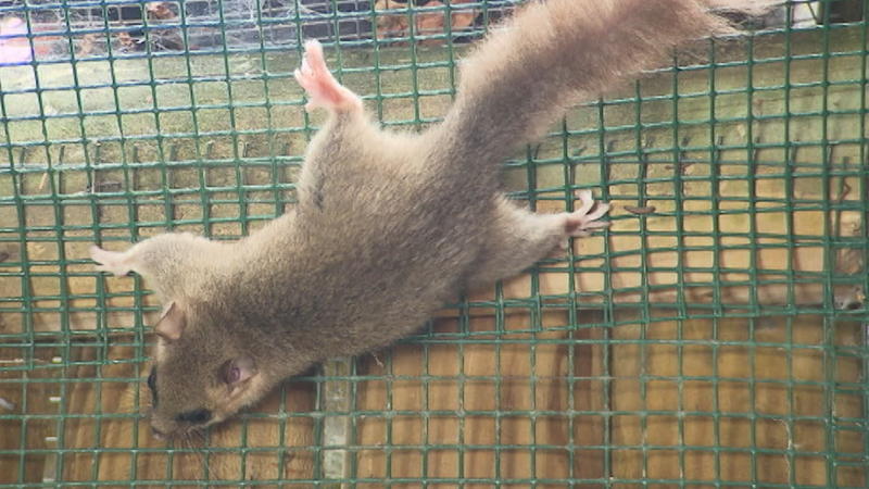 So ein verschlafenes Tierchen Siebenschläfer verschafft uns guten oder schlechten Sommer