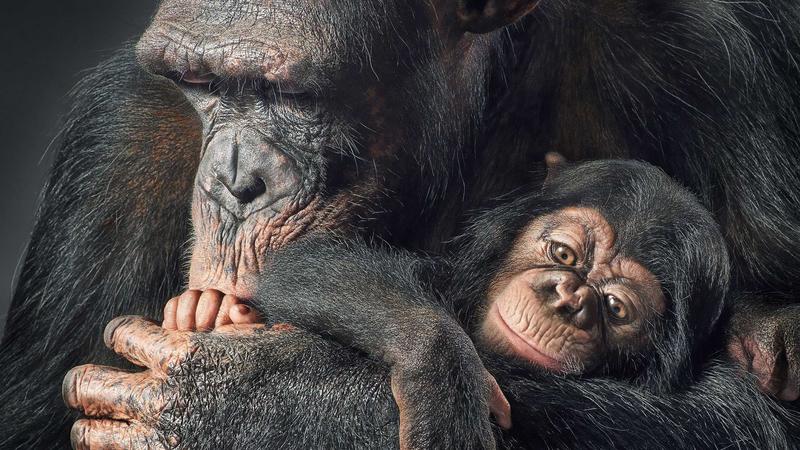 Tim Flach porträtiert bedrohte Tiere Diese Tiere sterben aus, wenn wir uns nicht kümmern!