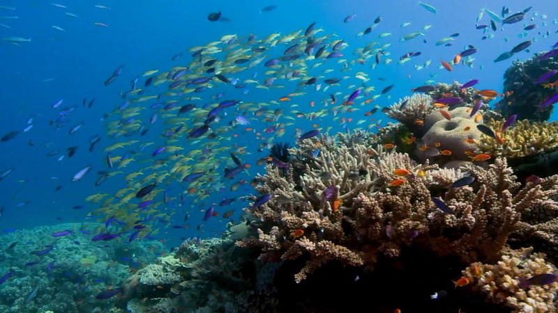 312 Millionen Euro für den Umweltschutz Australien will Great Barrier Reef retten