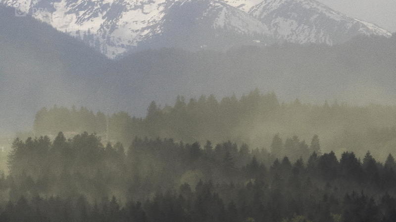 Vor allem Birkenpollen massenhaft unterwegs Seltener Pollensturm über Süddeutschland