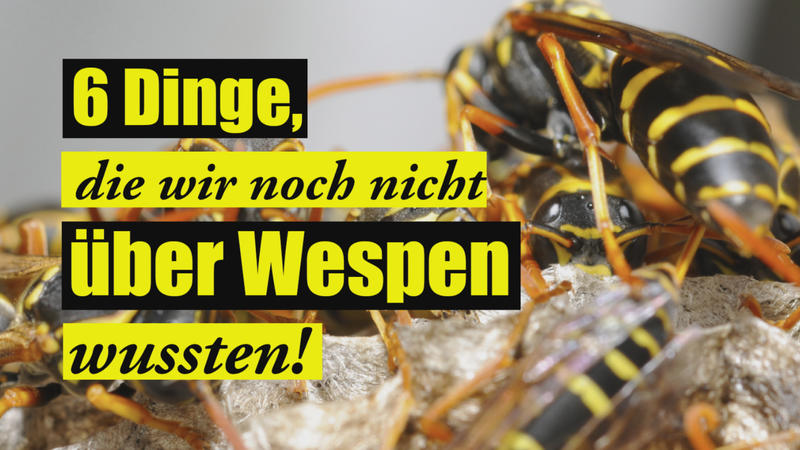 Nur keine Panik! 6 Dinge, die wir noch nicht über Wespen wussten