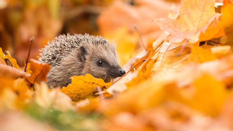 Naturschutzorganisation warnt vor Laubbläsern So können Sie Igeln helfen!