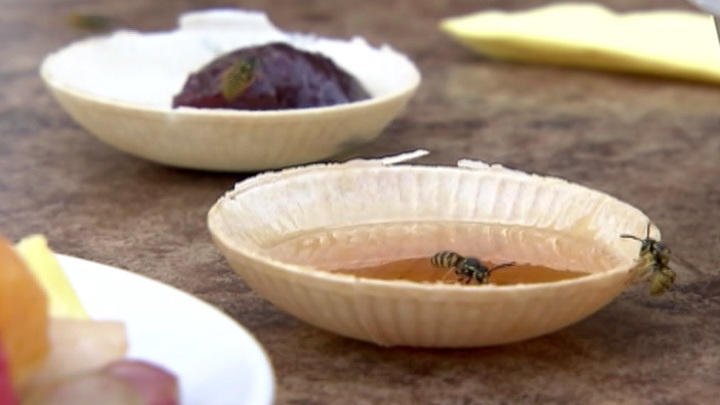 Tipps, die helfen können Was tun gegen aufdringliche Wespen im Sommer?