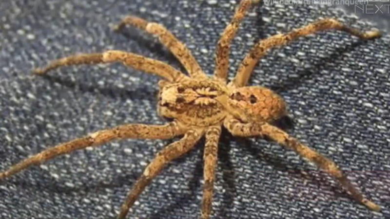 Darauf sollten Sie achten Die Kräuseljagdspinne ist in Deutschland