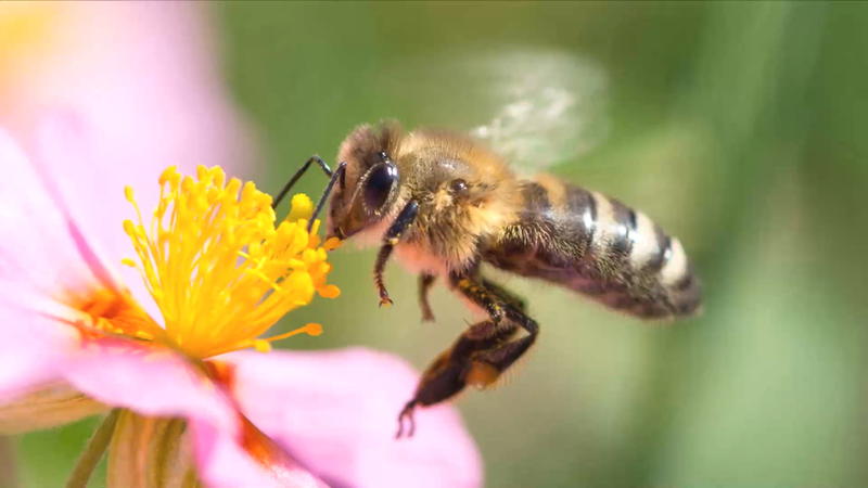 Wichtiger Teil unseres Ökosystems Darum brauchen wir Insekten zum Überleben