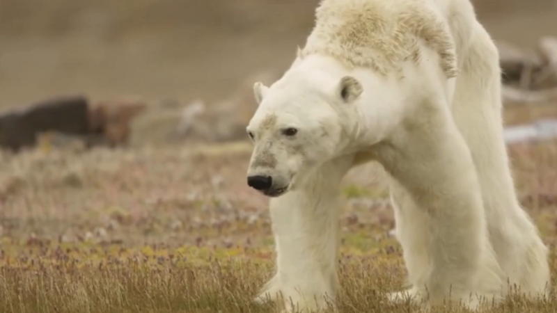 Katastrophale Folge des Klimawandels Eisbär verhungert in der Arktis