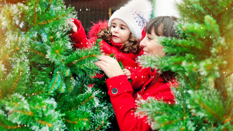 200 Nordmanntannen werden pro Tag aus dem Sauerland verschickt Weihnachtsbäume aus dem Internet