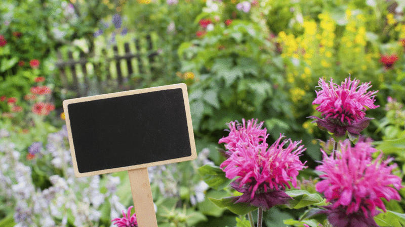 Richtige Erde, perfektes Gießen Mit diesen Tricks werden Ihre Blumen riesig