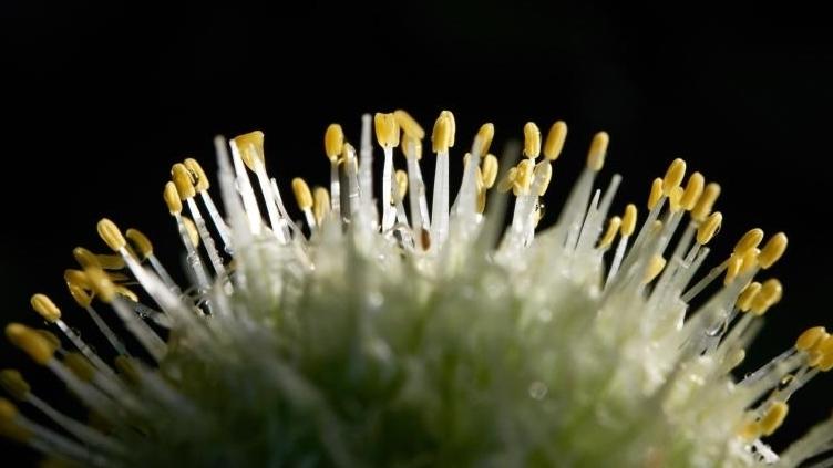 So gehen Sie gegen den Pollen-Wahnsinn an Pollen-Explosion - alles ist gelb!