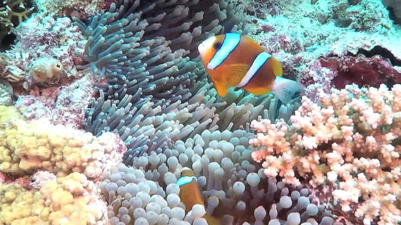 Das Korallenriff in Australien ist bedroht Neue Hoffnung für das Great Barrier Reef?