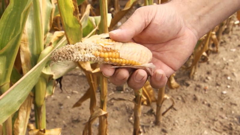 Ernteausfälle durch Trockenheit Bund greift hitzegeplagten Bauern unter die Arme